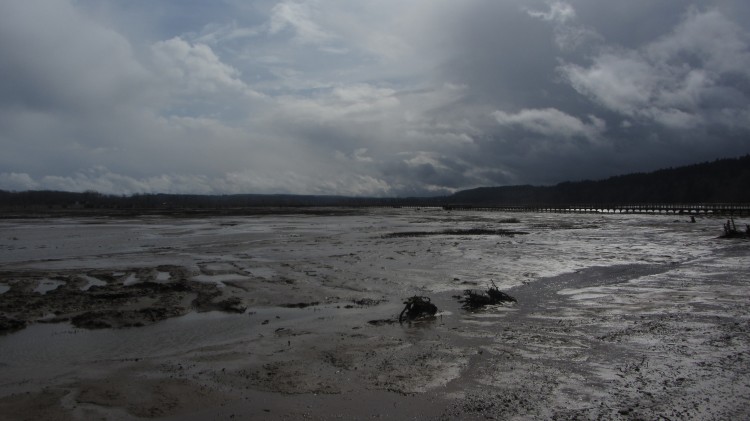 Mudflats of Nisqually Estuary at Low Tide